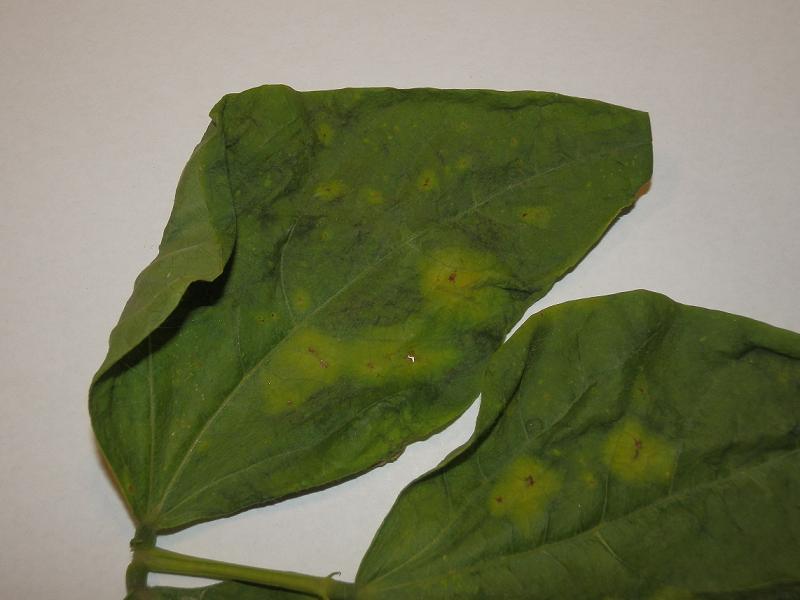 Phaseolus vulgaris_2.jpg