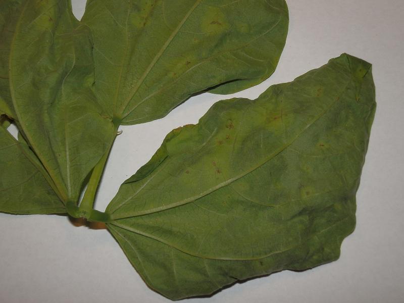 Phaseolus vulgaris_3.jpg