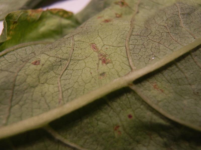 Phaseolus vulgaris_4.jpg