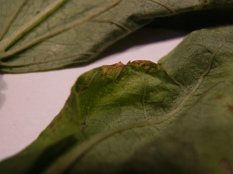 Phaseolus vulgaris_5.jpg