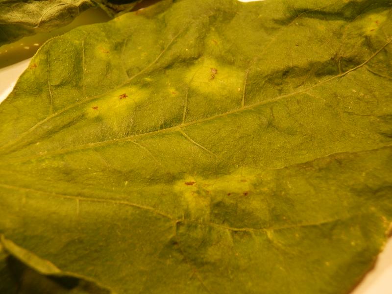 Phaseolus vulgaris_6.jpg