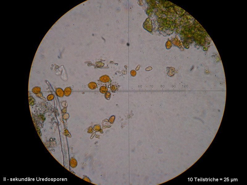 3-Frommeella mexicana var. indica-II-1.8.2.7.2.1M5-ES-Duchesnea indica.JPG
