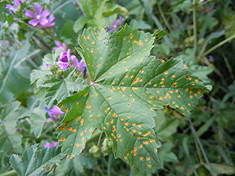 DSCN0315 Rost an Wilder Malve, Malva sylvestris, Schärfe, klein.JPG