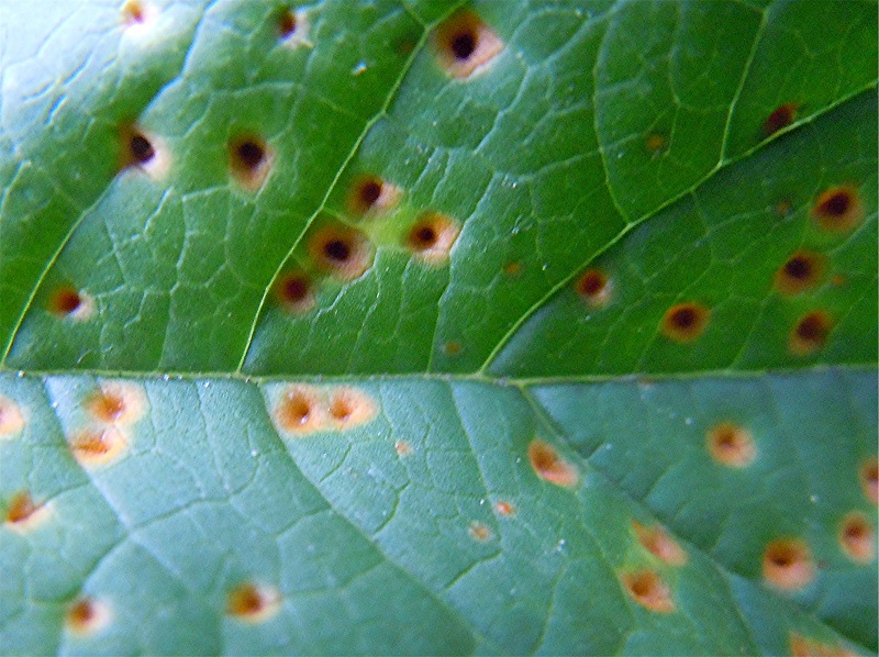 DSCN0317 Rost an Wilder Malve, Malva sylvestris, Ausschnitt, Schärfe, klein.jpg