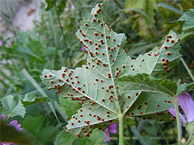 DSCN0318 Rost an Wilder Malve, Malva sylvestris, Blattunterseite, Ausschnitt, Schärfe, klein.jpg