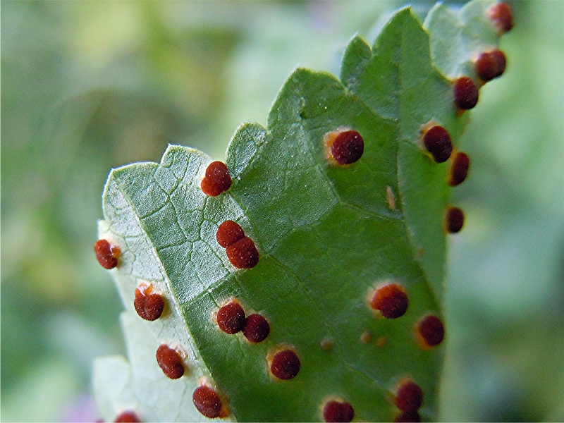 DSCN0320 Rost an Wilder Malve, Malva sylvestris, Blattunterseite, Schärfe, klein.jpg