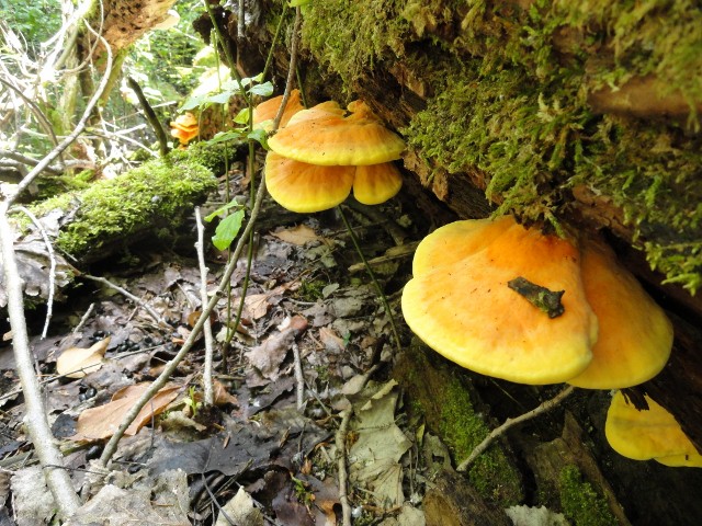 DSC03877 (640x480).jpg