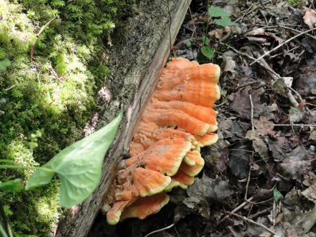 DSC03876 (800x600) (640x480).jpg