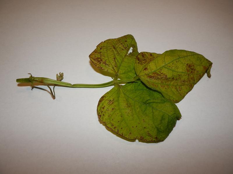 Phaseolus vulgaris_I.jpg