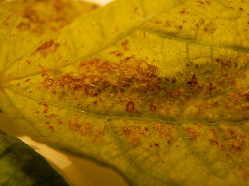 Phseolus vulgaris_III.jpg