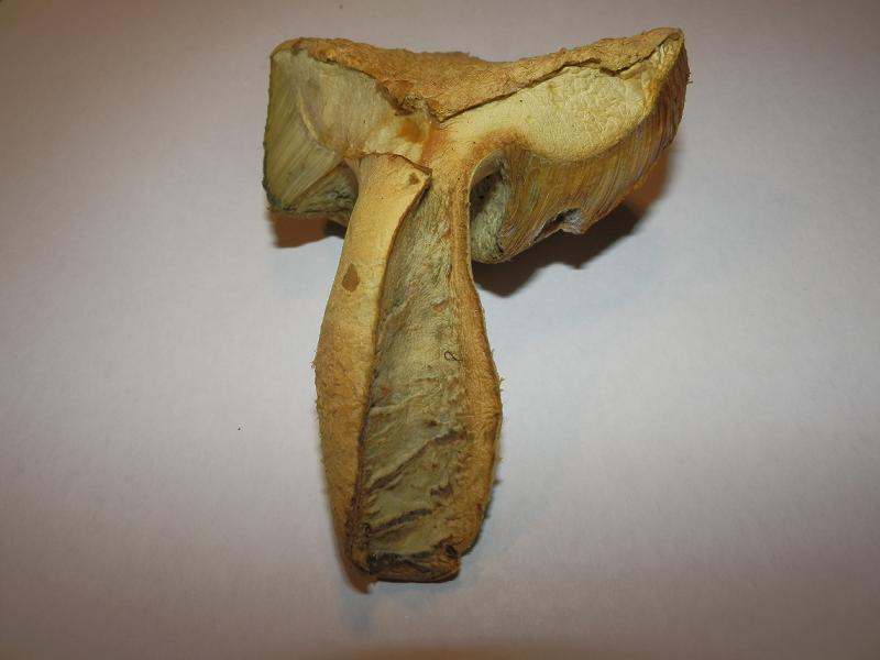 Gyroporus cyanescens_4.jpg