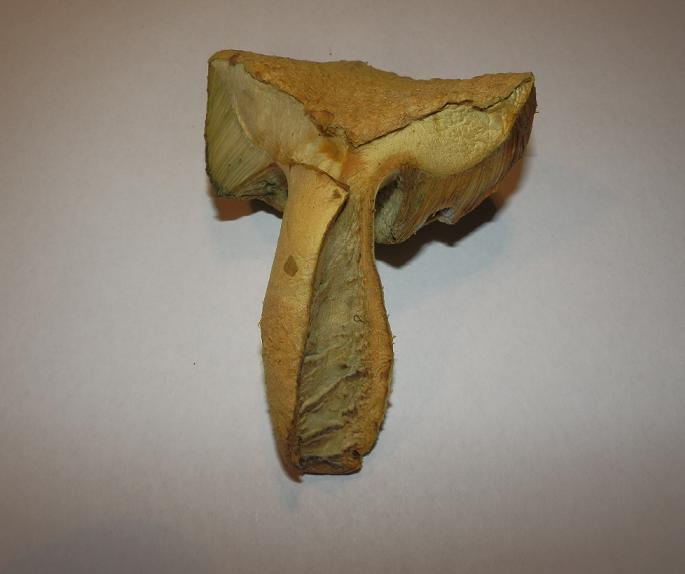 Gyroporus cyanescens_5.jpg