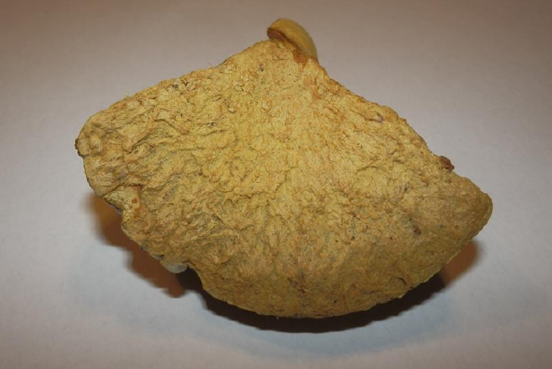 Gyroporus cyanescens_3.jpg