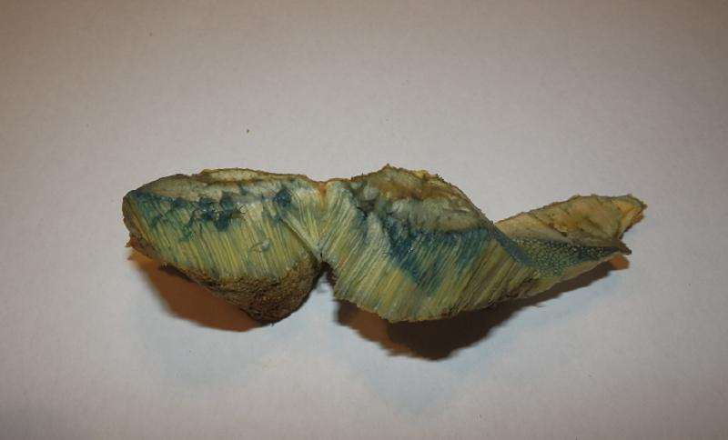 Gyroporus cyanescens_6.jpg