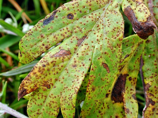 Puccinia_artemisiella.jpg