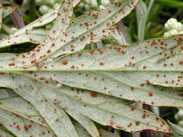 Puccinia_artemisiella2.jpg