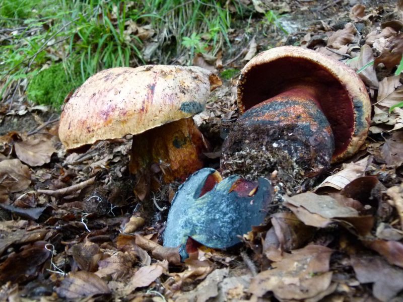 boletus rhodopurpureus F.jpg