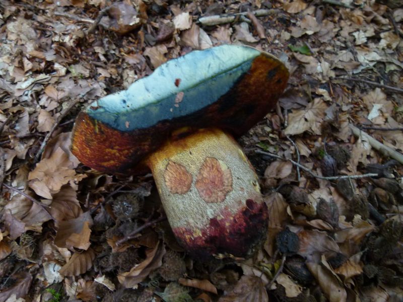 boletus rhodoxanthus F.jpg