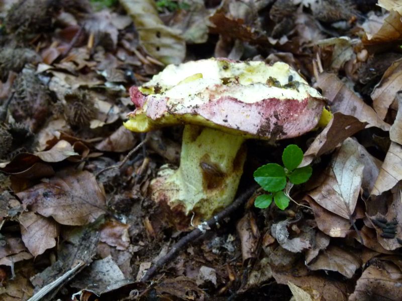 boletus regius F.jpg