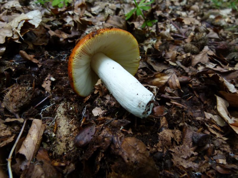 russula aurea F.jpg
