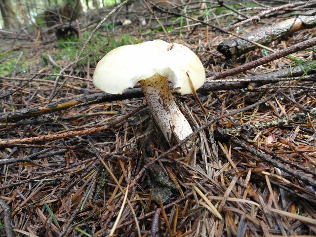 DSC04188 (640x480).jpg