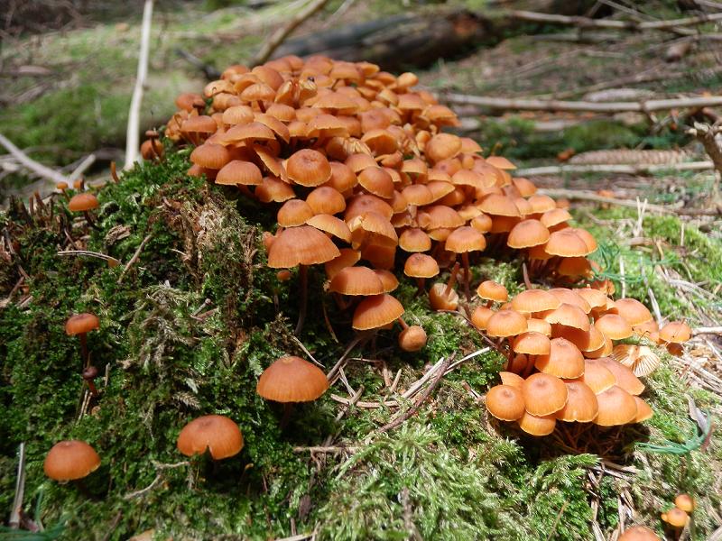 Xeromphalina campanella_1.JPG