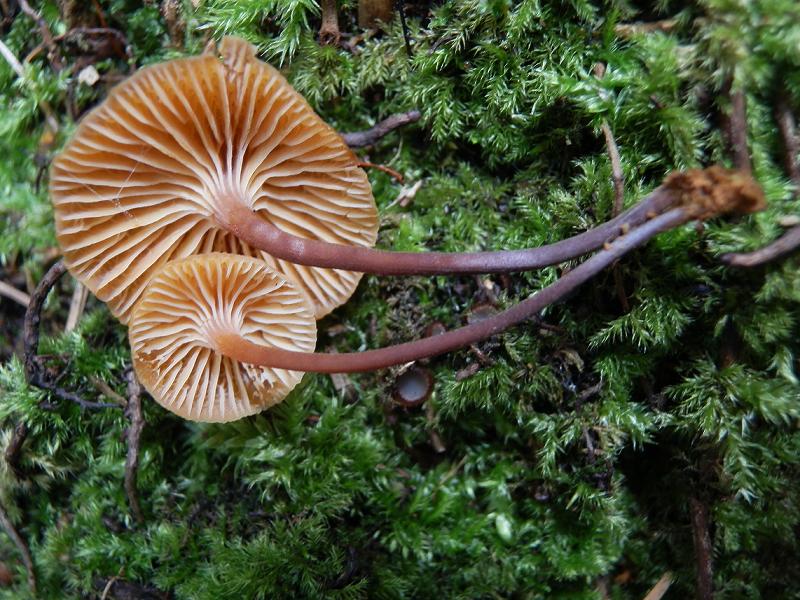 Xeromphalina campanella_2.JPG