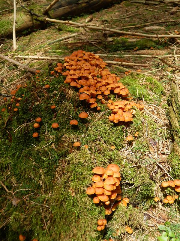 Xeromphalina campanella_3.JPG