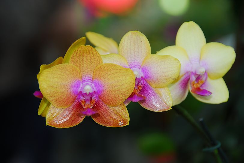 Orchidee003.jpg