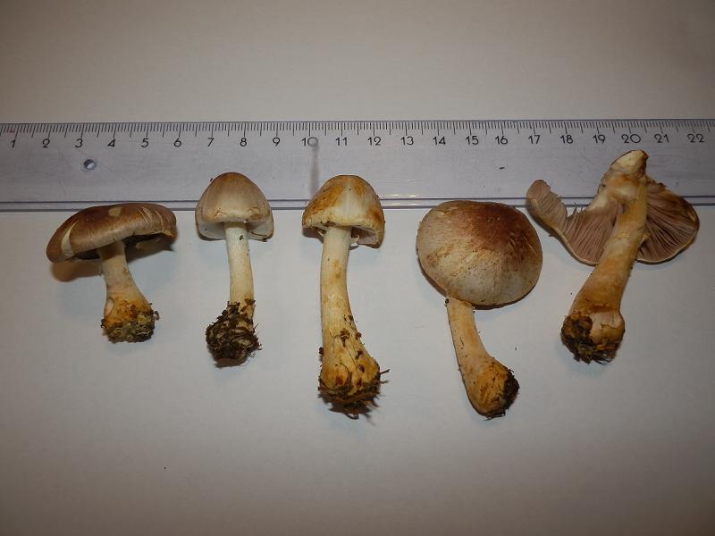 Agaricus semotus_1.jpg