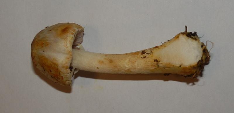Agaricus semotus_3.jpg
