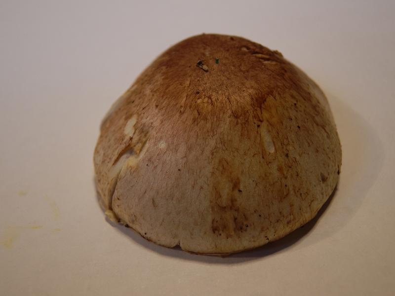 Agaricus semotus_4.jpg