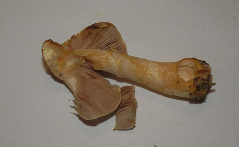 Agaricus semotus_5.jpg