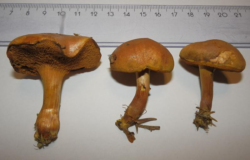 Boletus piperatus_1.JPG