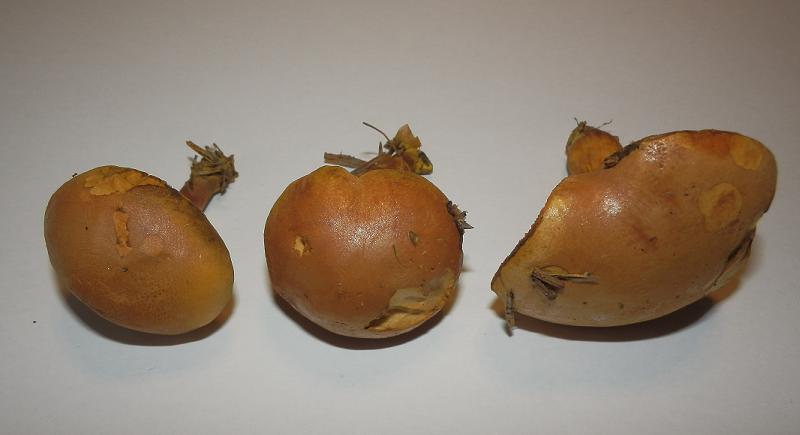 Boletus piperatus_2.JPG