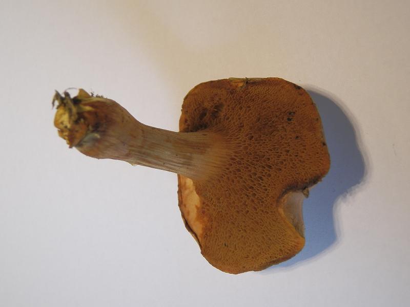 Boletus piperatus_3.JPG
