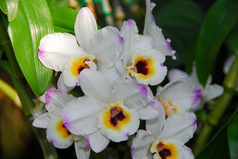 Orchidee005.jpg