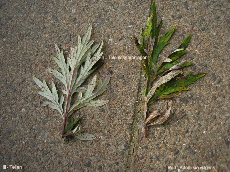 3-Puccinia artemisiella-III-1.8.2.9.15.74e-JK.jpg