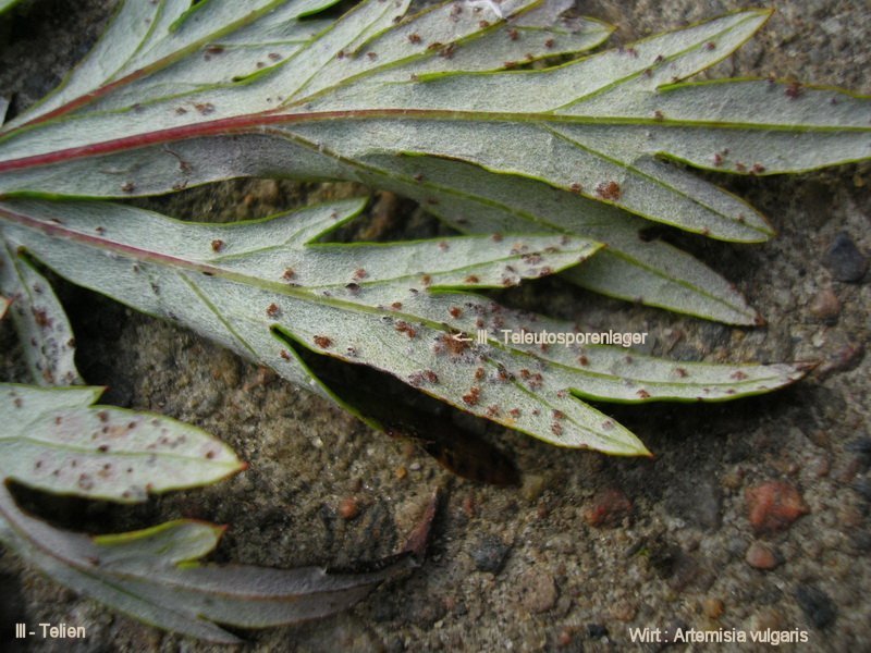 3-Puccinia artemisiella-III-1.8.2.9.15.74h-JK.jpg