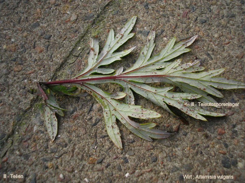 3-Puccinia artemisiella-III-1.8.2.9.15.74i-JK.jpg