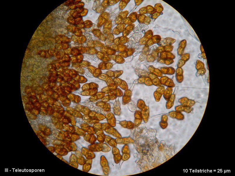 3-Puccinia artemisiella-III-1.8.2.9.15.74M2-Artemisia vulgaris.JPG