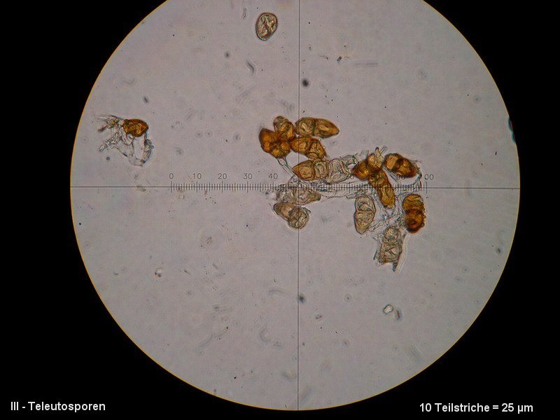 3-Puccinia artemisiella-III-1.8.2.9.15.74M3-Artemisia vulgaris.JPG