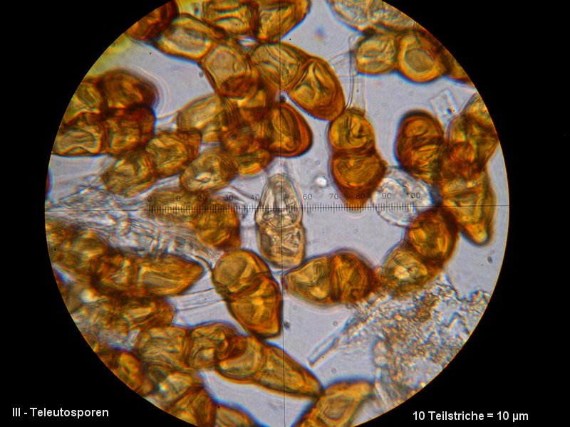 3-Puccinia artemisiella-III-1.8.2.9.15.74M4-Artemisia vulgaris.JPG