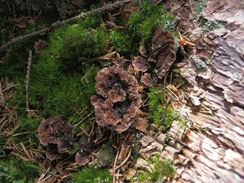 Telephora terrestris_1.jpg