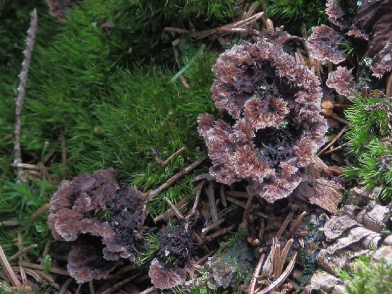 Telephora terrestris_2.jpg