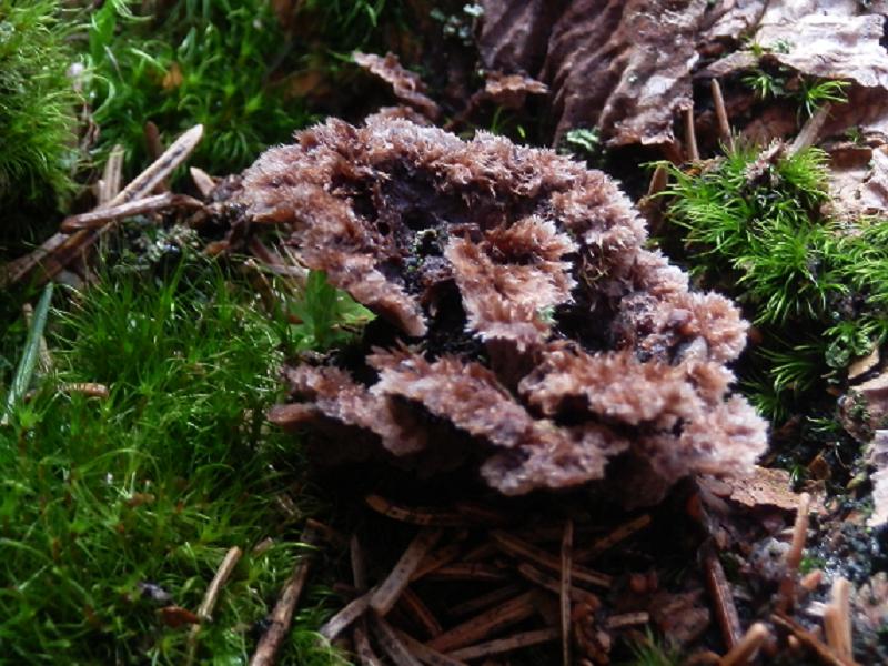 Telephora terrestris_3.jpg