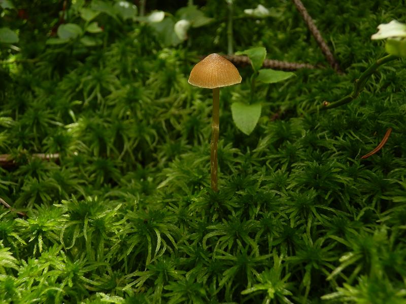 Galerina paludosa_1.jpg