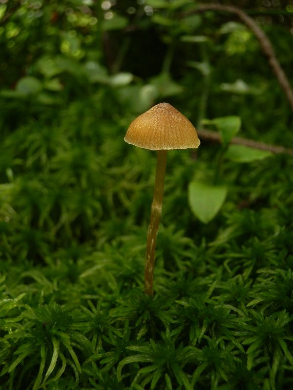 Galerina paludosa_2.jpg