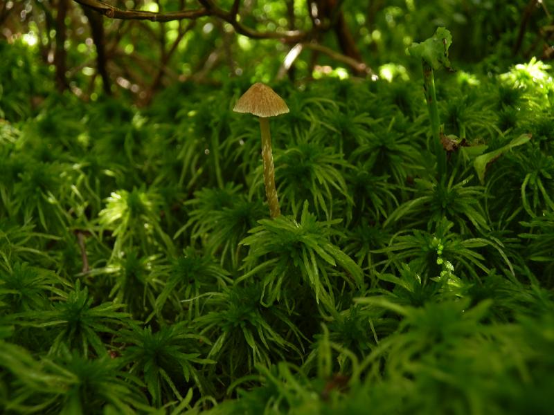 Galerina paludosa_3.jpg