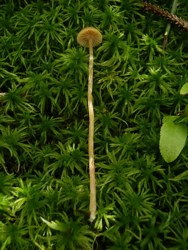 Galerina paludosa_4.jpg